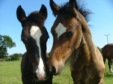 Welsh Cob Foals